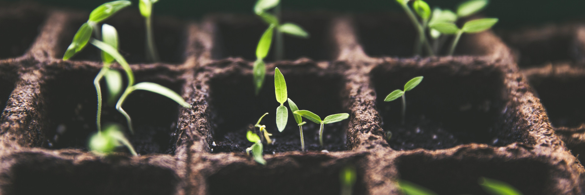 He which soweth sparingly shall reap sparingly; Photo by Markus Spiske on Unsplash